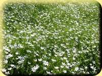 Fleurs de printemps